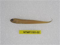 藏品(史氏赤刀魚)的圖片